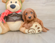6 week old Mini Goldendoodle Puppy For Sale - Seaside Pups