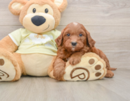 6 week old Mini Goldendoodle Puppy For Sale - Seaside Pups