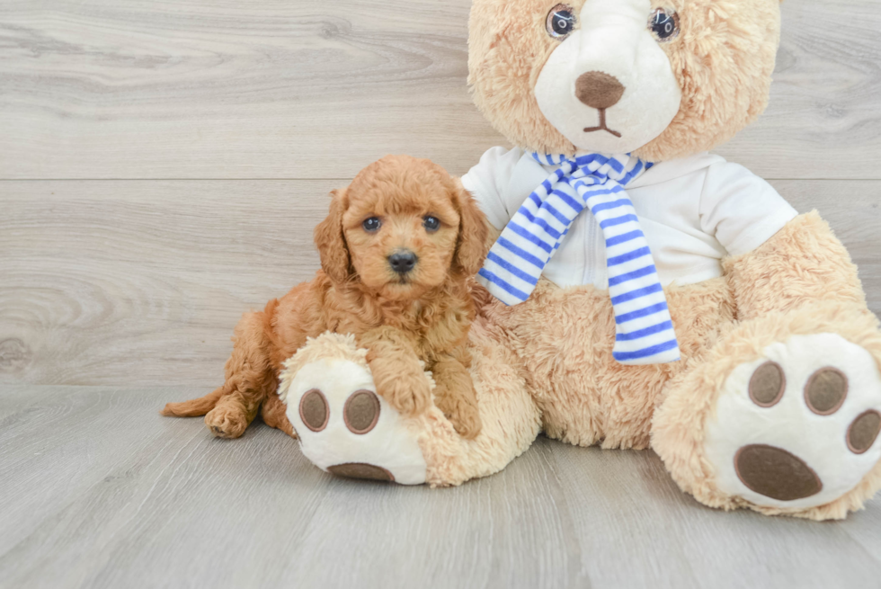 Best Mini Goldendoodle Baby