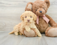 7 week old Mini Goldendoodle Puppy For Sale - Seaside Pups