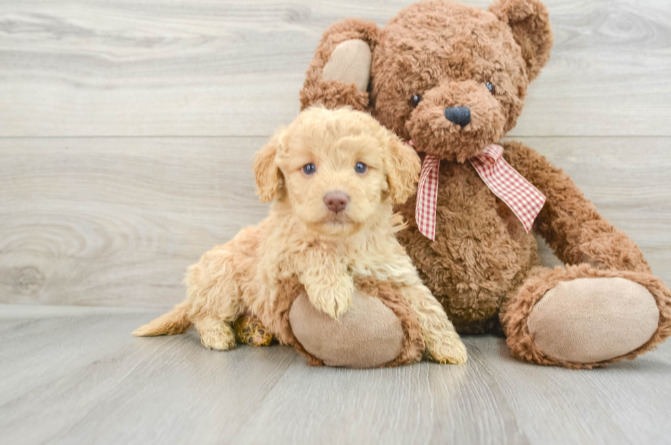 5 week old Mini Goldendoodle Puppy For Sale - Seaside Pups