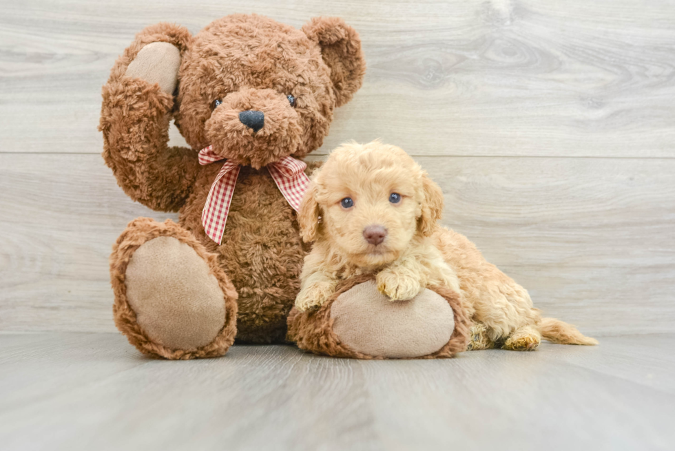 Mini Goldendoodle Puppy for Adoption