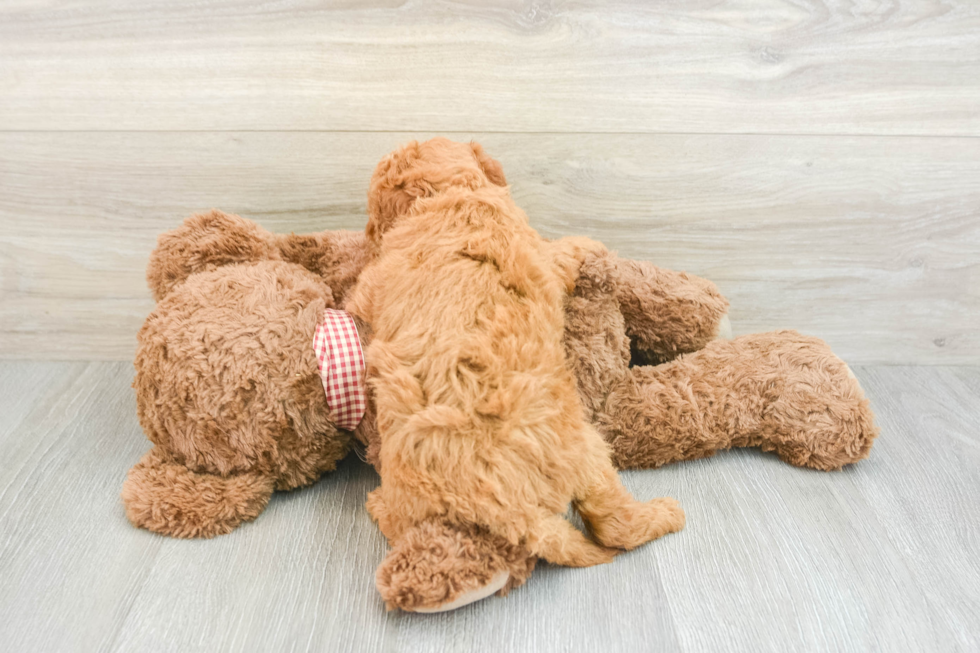 Mini Goldendoodle Puppy for Adoption