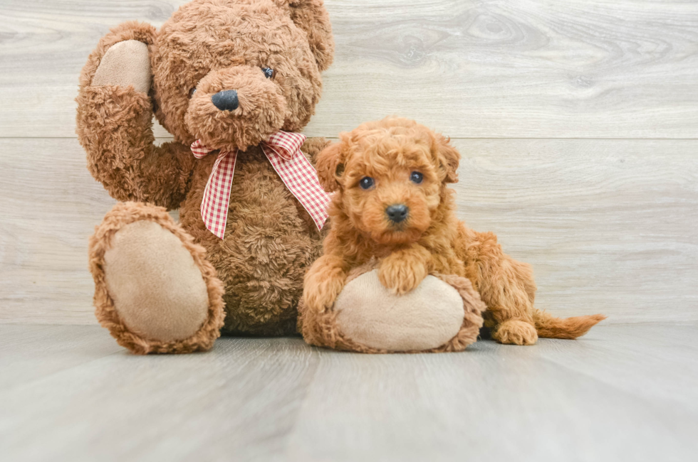 7 week old Mini Goldendoodle Puppy For Sale - Seaside Pups