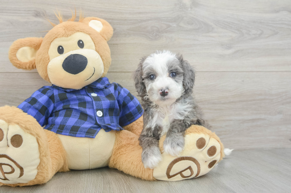5 week old Mini Goldendoodle Puppy For Sale - Seaside Pups