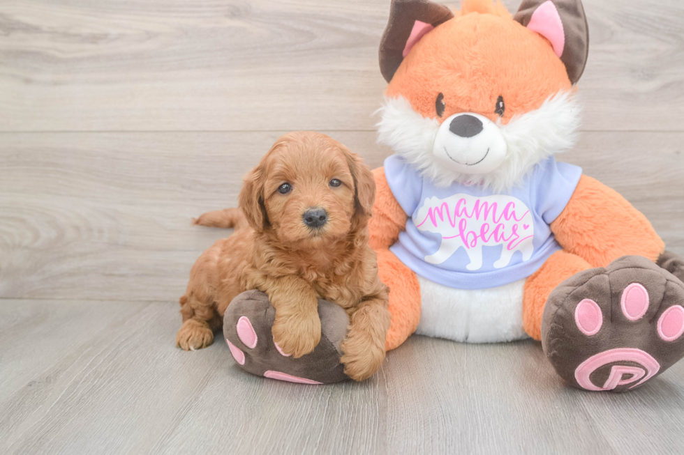 Meet Anabelle - our Mini Goldendoodle Puppy Photo  2/3 - Seaside Pups Hypoallergenic Mini Goldiepoo Poodle Mix Puppy