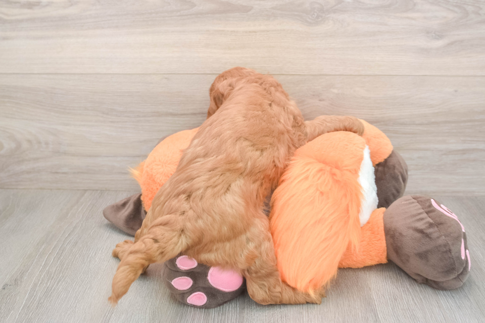 Meet Anabelle - our Mini Goldendoodle Puppy Photo  3/3 - Seaside Pups Mini Goldendoodle Pup Being Cute