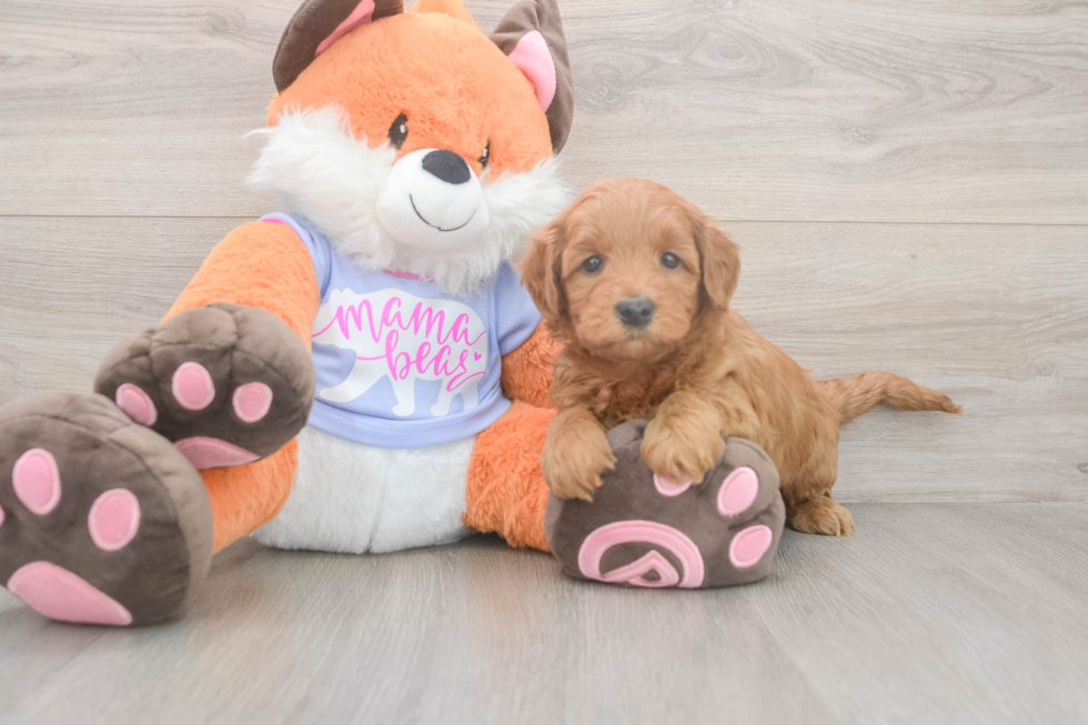 Meet Anabelle - our Mini Goldendoodle Puppy Photo  1/3 - Seaside Pups Sweet Mini Goldendoodle Baby