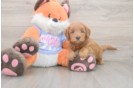 Meet Anabelle - our Mini Goldendoodle Puppy Photo  1/3 - Seaside Pups Sweet Mini Goldendoodle Baby