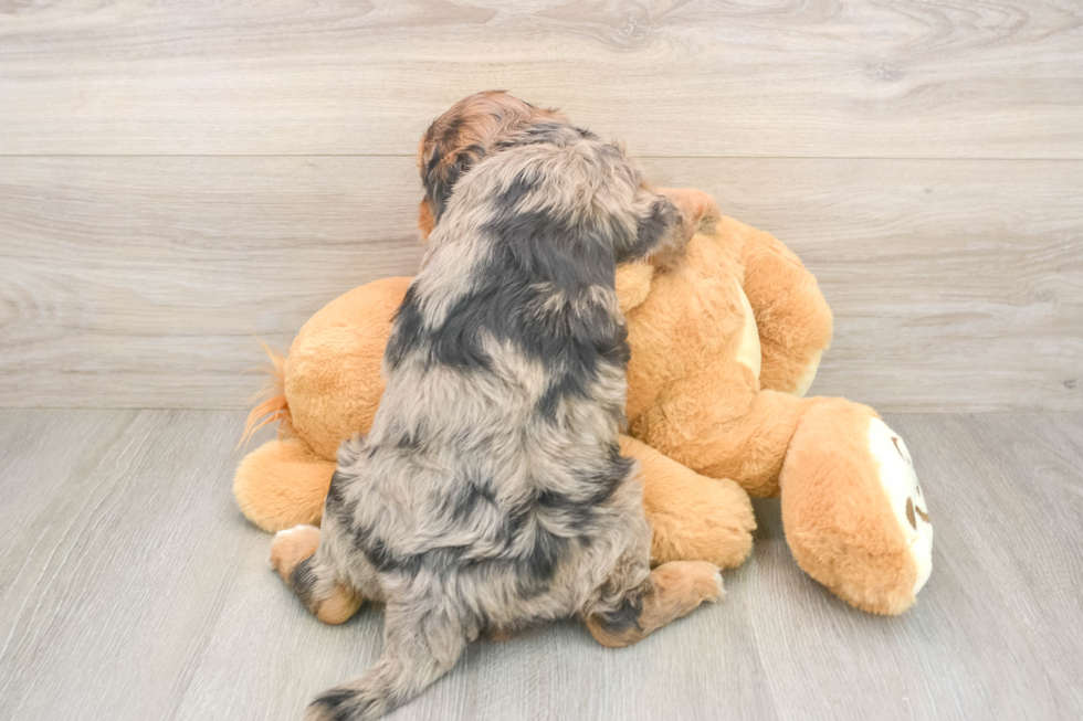 Mini Goldendoodle Pup Being Cute