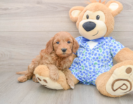 8 week old Mini Goldendoodle Puppy For Sale - Seaside Pups