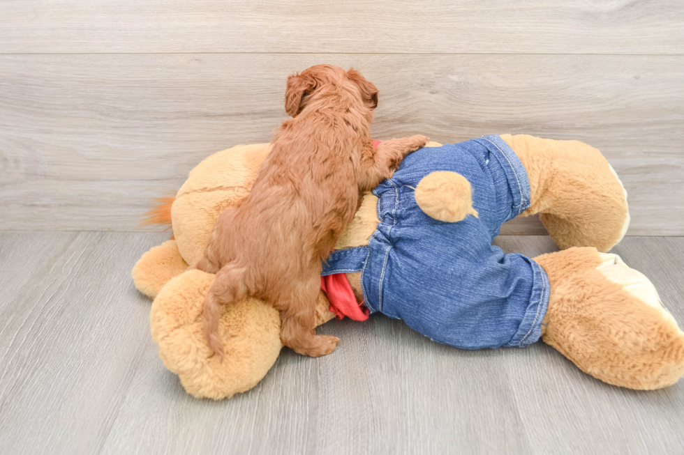 Mini Goldendoodle Puppy for Adoption