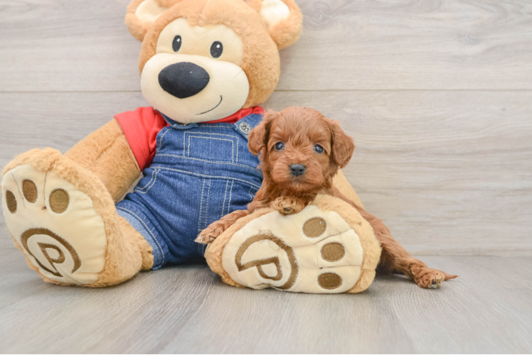 Cute Mini Goldendoodle Baby