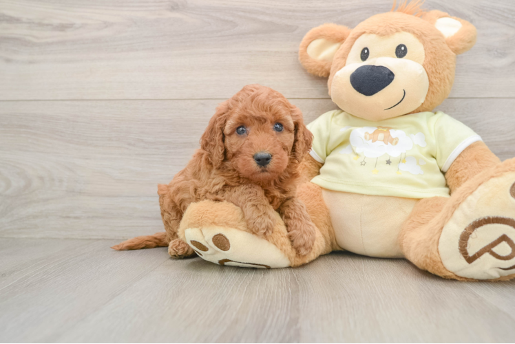 Funny Mini Goldendoodle Poodle Mix Pup