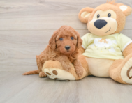 6 week old Mini Goldendoodle Puppy For Sale - Seaside Pups