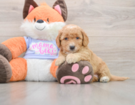 7 week old Mini Goldendoodle Puppy For Sale - Seaside Pups