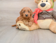 6 week old Mini Goldendoodle Puppy For Sale - Seaside Pups