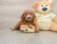 6 week old Mini Goldendoodle Puppy For Sale - Seaside Pups