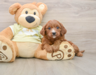 9 week old Mini Goldendoodle Puppy For Sale - Seaside Pups