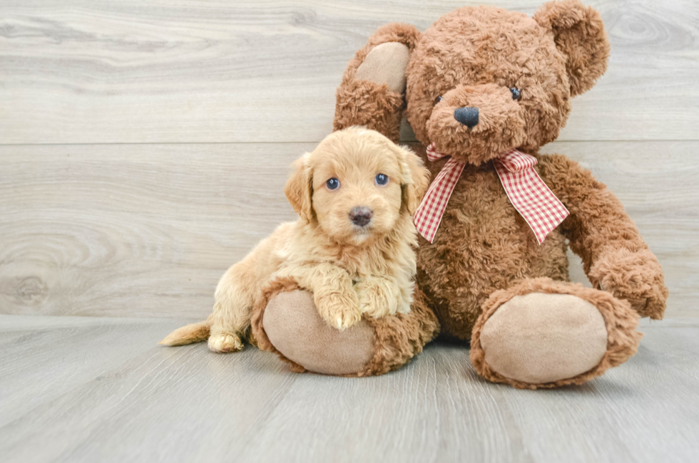 5 week old Mini Goldendoodle Puppy For Sale - Seaside Pups