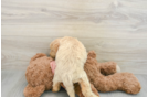 Mini Goldendoodle Puppy for Adoption