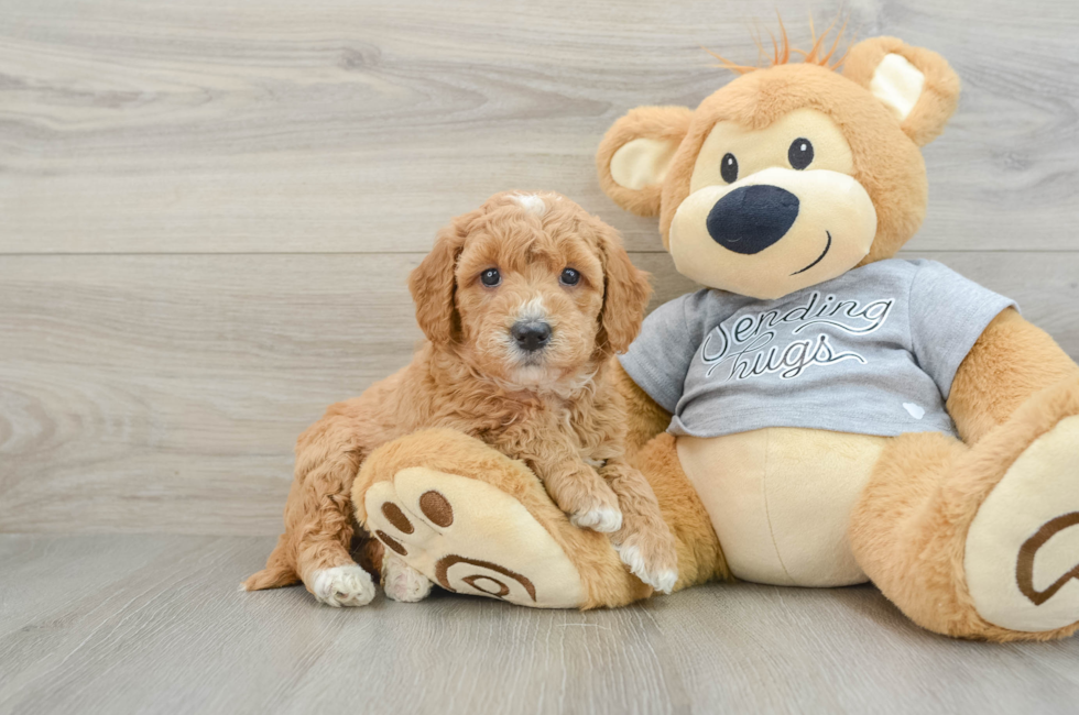 6 week old Mini Goldendoodle Puppy For Sale - Seaside Pups