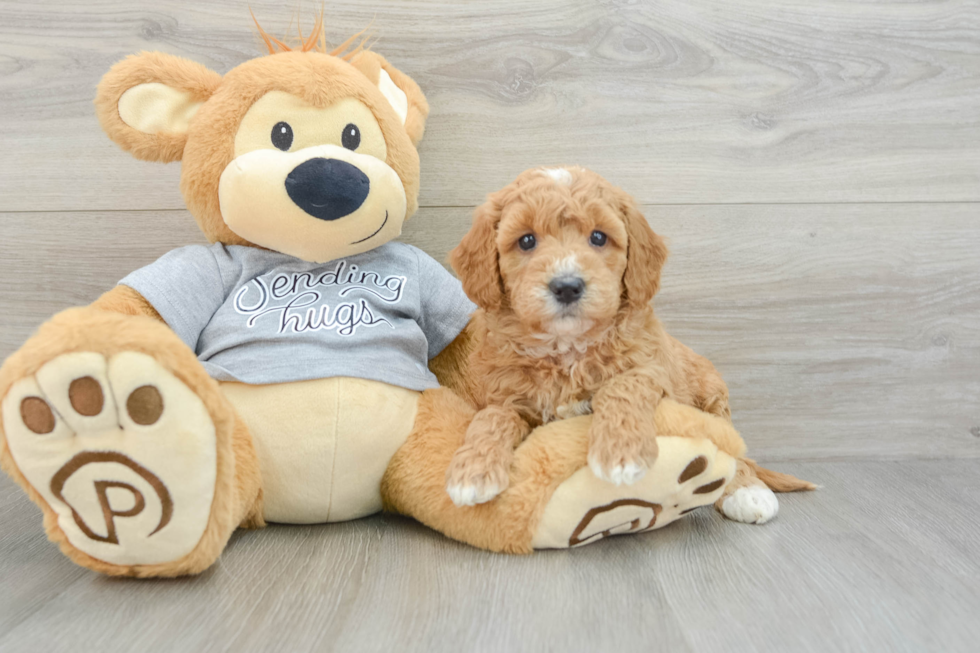 Popular Mini Goldendoodle Poodle Mix Pup