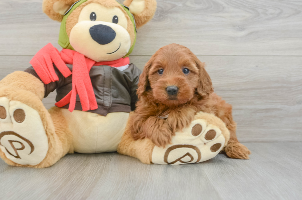 6 week old Mini Goldendoodle Puppy For Sale - Seaside Pups