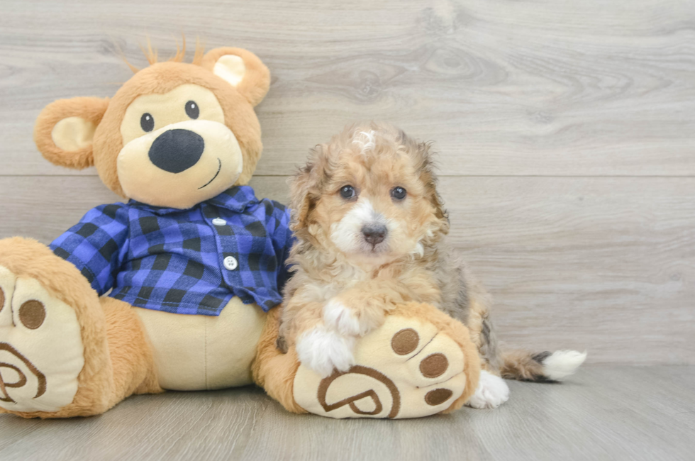 5 week old Mini Goldendoodle Puppy For Sale - Seaside Pups