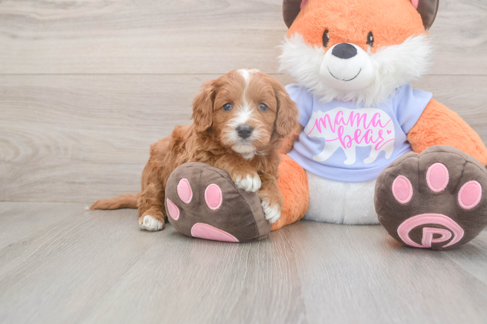 Meet Andrea - our Mini Goldendoodle Puppy Photo  1/3 - Seaside Pups Funny Mini Goldendoodle Poodle Mix Pup