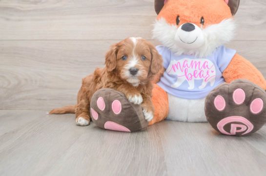 5 week old Mini Goldendoodle Puppy For Sale - Seaside Pups Funny Mini Goldendoodle Poodle Mix Pup