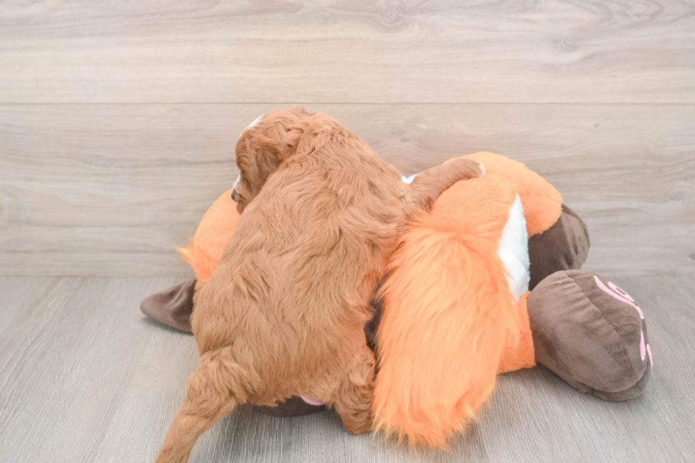 Meet Andrea - our Mini Goldendoodle Puppy Photo  3/3 - Seaside Pups Happy Mini Goldendoodle Baby