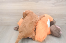 Meet Andrea - our Mini Goldendoodle Puppy Photo  3/3 - Seaside Pups Happy Mini Goldendoodle Baby