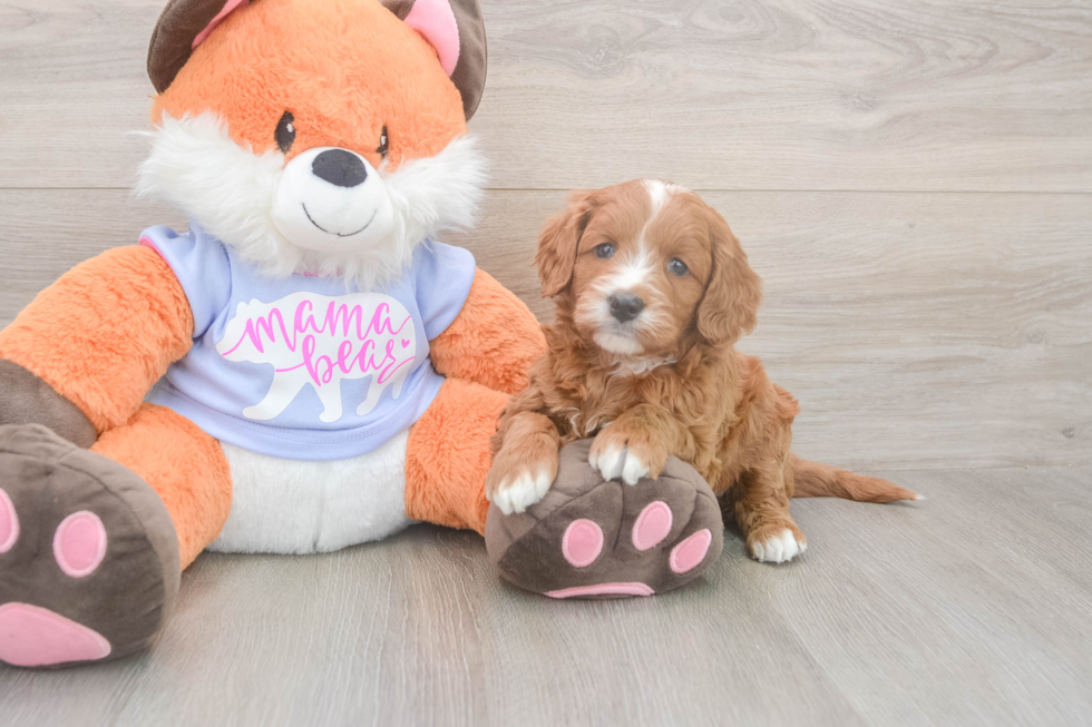 Meet Andrea - our Mini Goldendoodle Puppy Photo  2/3 - Seaside Pups Petite Mini Goldendoodle Poodle Mix Pup