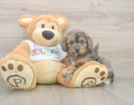 6 week old Mini Goldendoodle Puppy For Sale - Seaside Pups