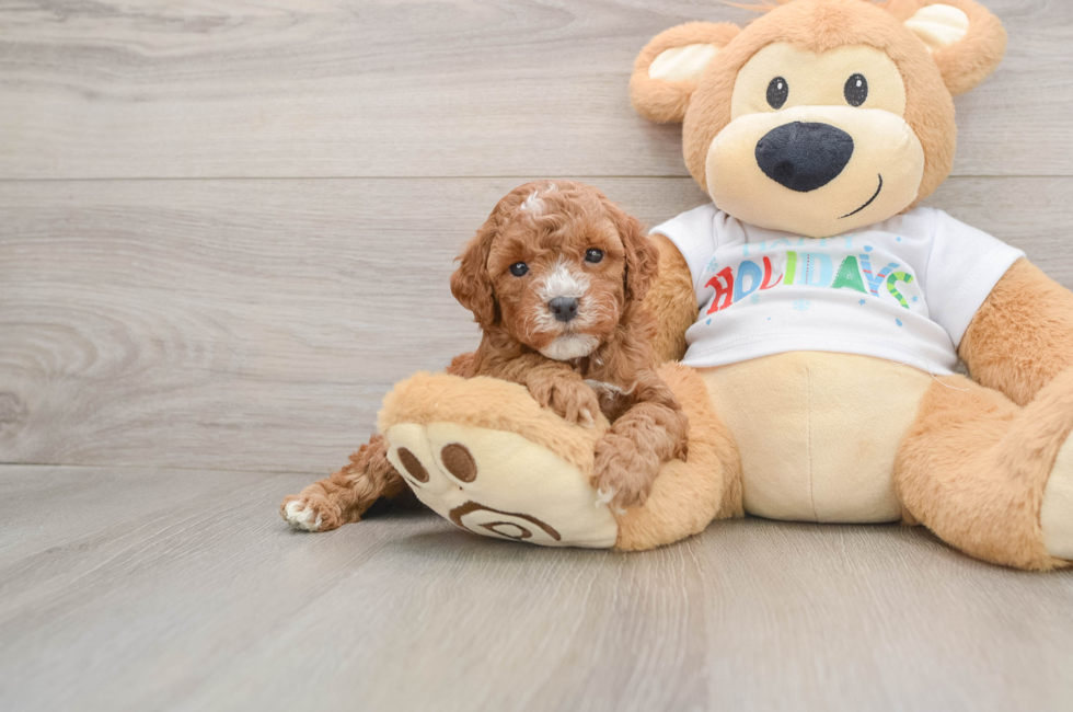 5 week old Mini Goldendoodle Puppy For Sale - Seaside Pups