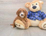 7 week old Mini Goldendoodle Puppy For Sale - Seaside Pups