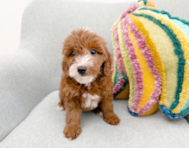 8 week old Mini Goldendoodle Puppy For Sale - Seaside Pups
