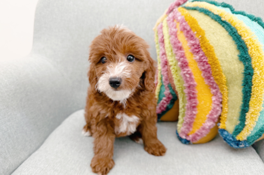 Best Mini Goldendoodle Baby
