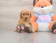 6 week old Mini Goldendoodle Puppy For Sale - Seaside Pups