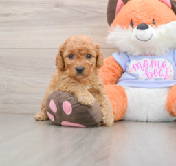 7 week old Mini Goldendoodle Puppy For Sale - Seaside Pups