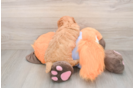 Adorable Golden Retriever Poodle Mix Poodle Mix Puppy