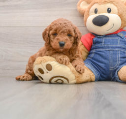 7 week old Mini Goldendoodle Puppy For Sale - Seaside Pups