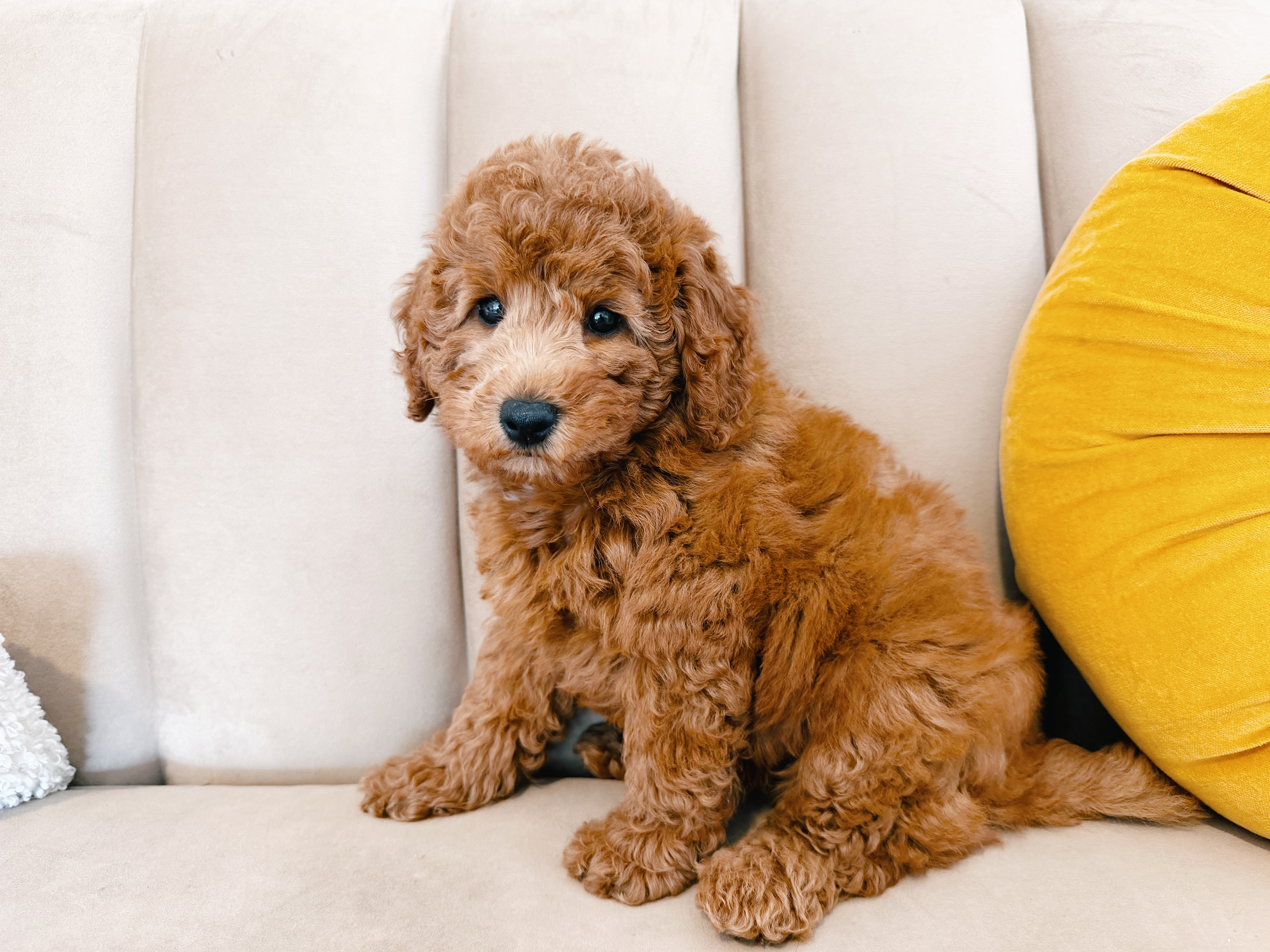 Cute Mini Goldendoodle Poodle Mix Pup