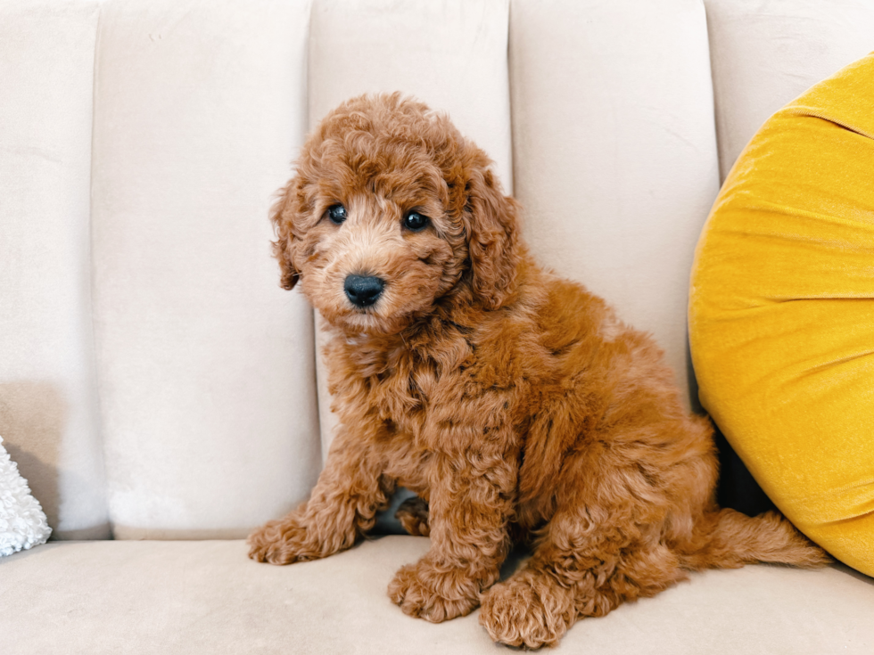 Cute Mini Goldendoodle Poodle Mix Pup