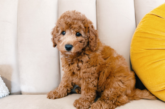 ANDREA, a Mini Goldendoodle littermate