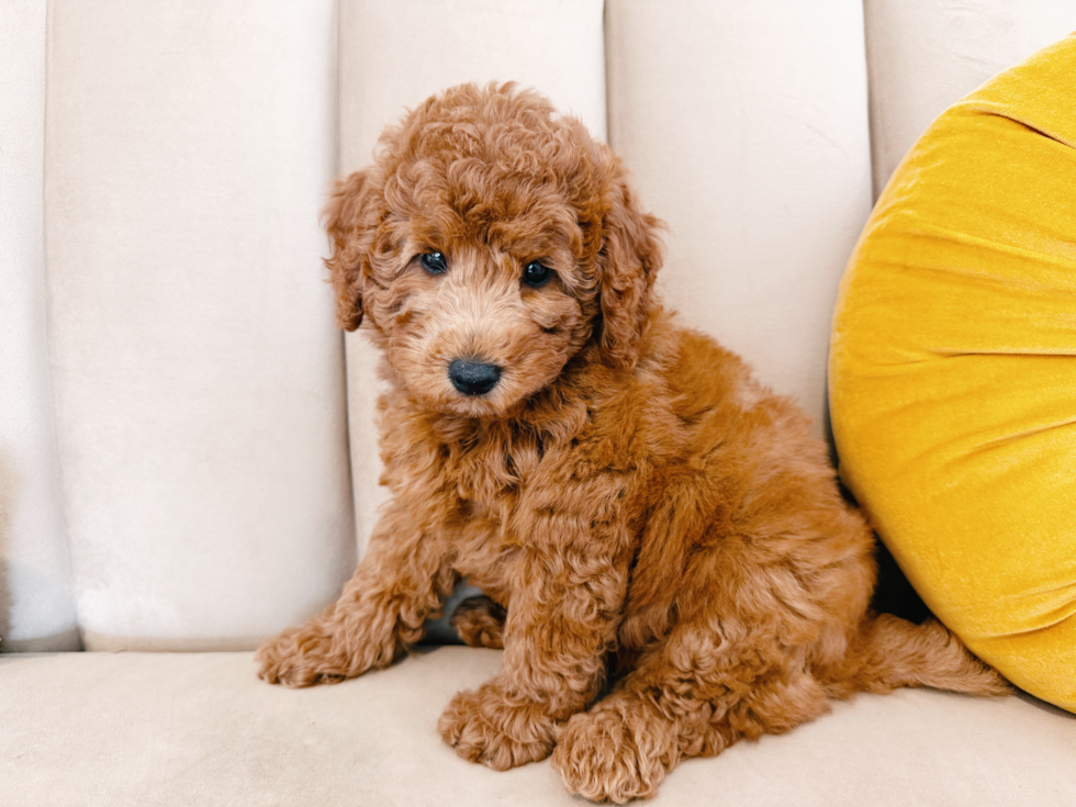 Cute Mini Goldendoodle Poodle Mix Pup