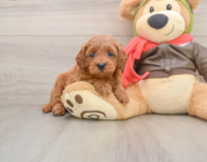 7 week old Mini Goldendoodle Puppy For Sale - Seaside Pups