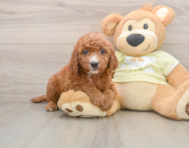 6 week old Mini Goldendoodle Puppy For Sale - Seaside Pups