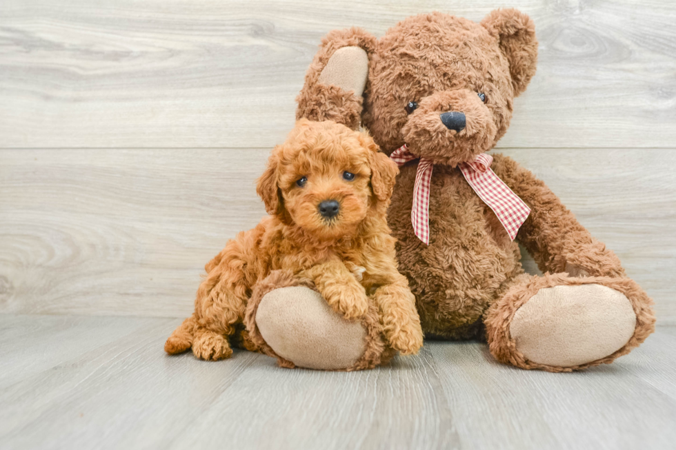 Mini Goldendoodle Puppy for Adoption